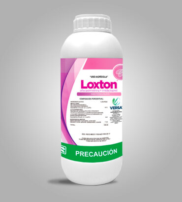 Loxton
