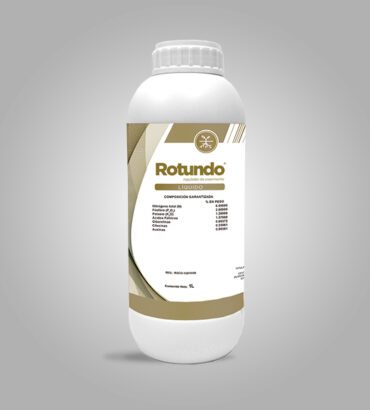 Rotundo